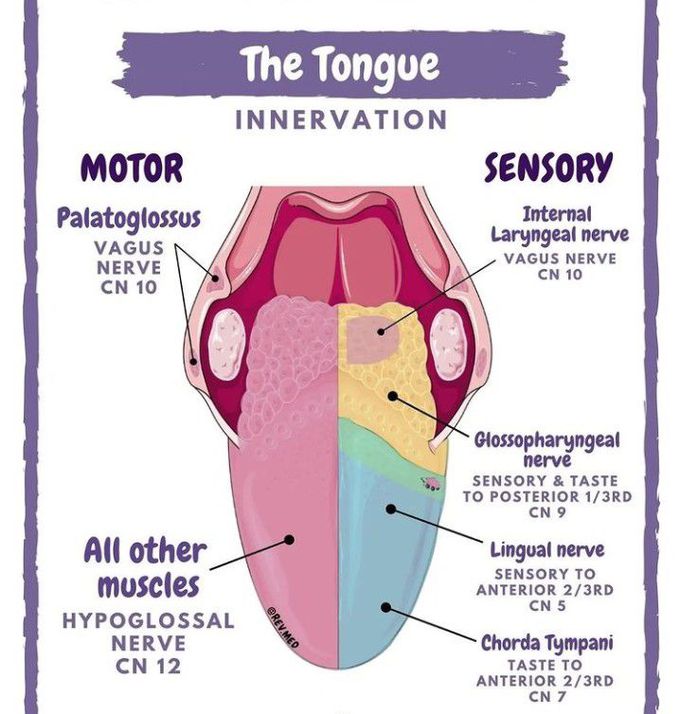 Innervations of tongue