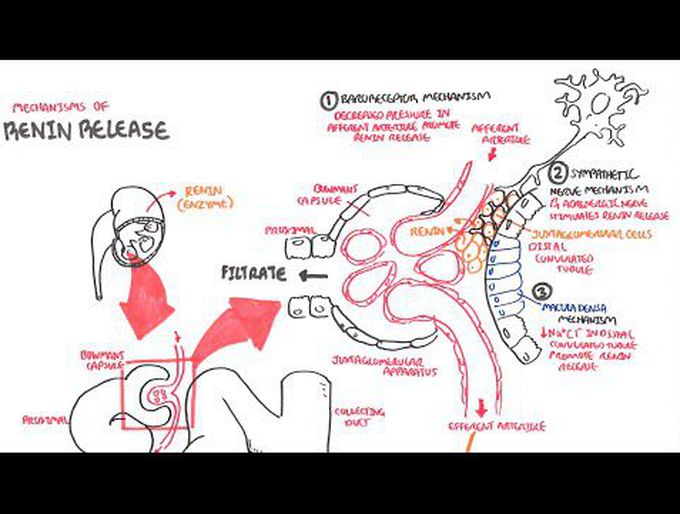 Mechanisms of Renin Release