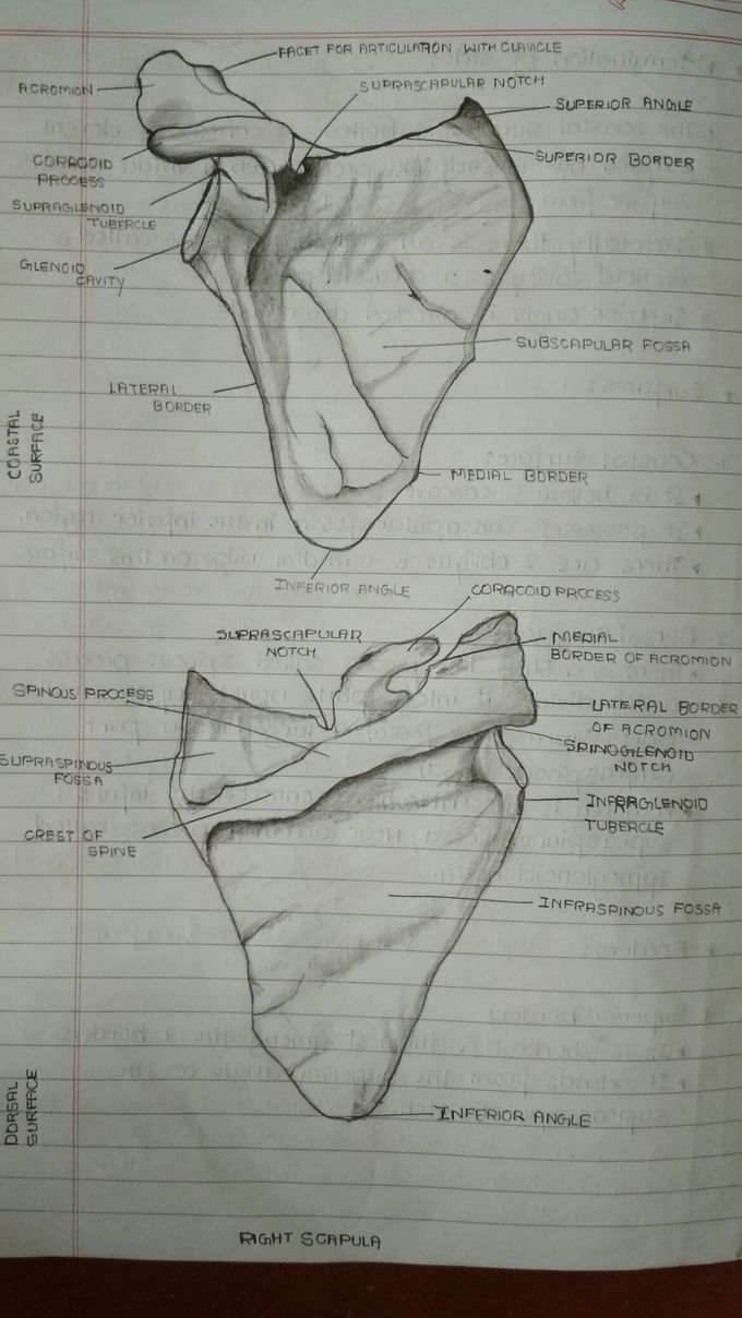 Scapula...