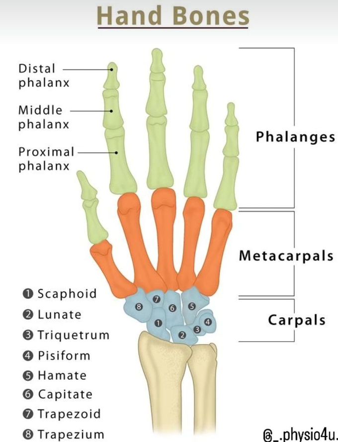 Hand Bones