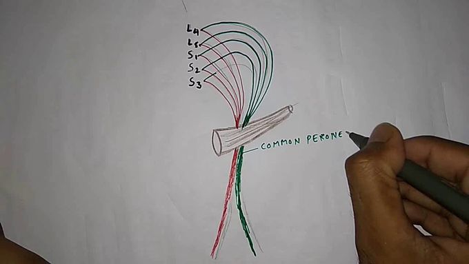 How to draw sciatic nerve