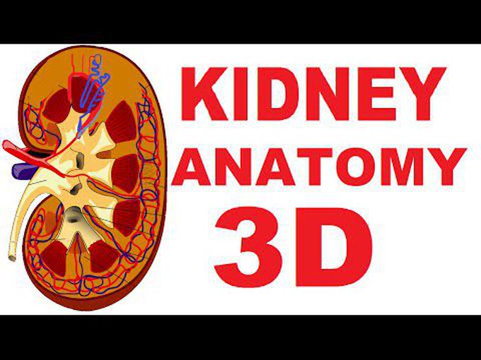 3D Anatomy of Kidney