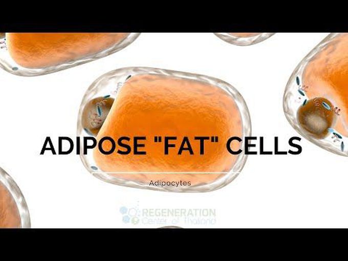 Adipocytes and Fat Stem Cells
