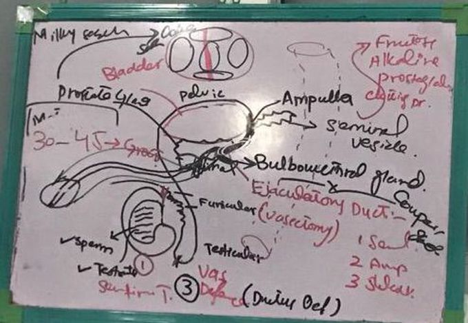 Male reproductive organ and structure with its secretions