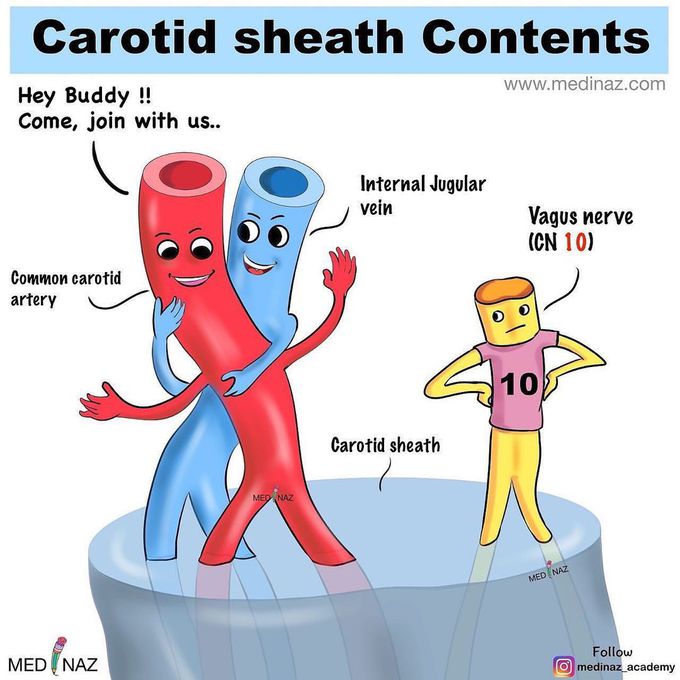 Contents of the carotid sheath