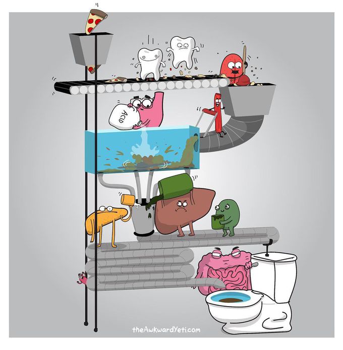 Digestive system