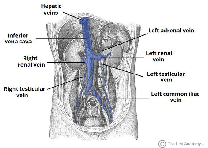 Vein drain