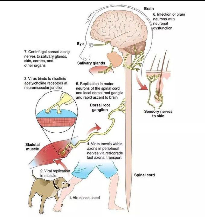 Schematic representation of pathogenic process