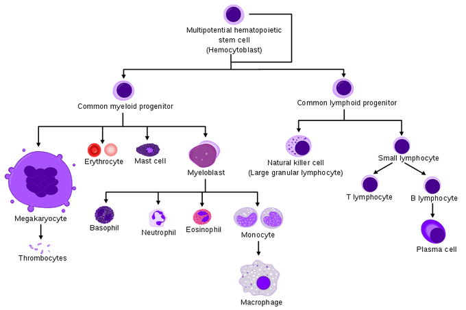 Hematopoiesis - MEDizzy