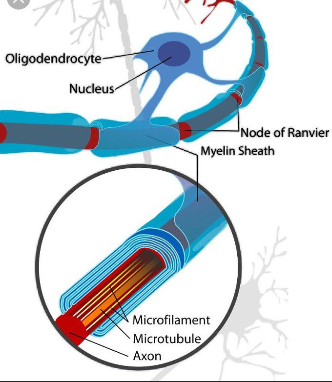 Oligodendrocyte