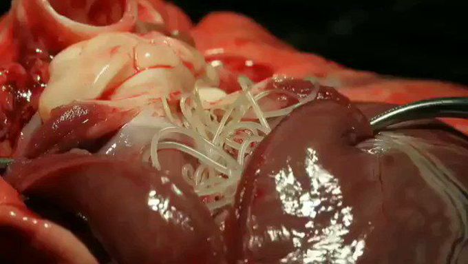 Medical Vids on Twitter
