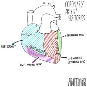 Coronary Artery Territories - Anterior