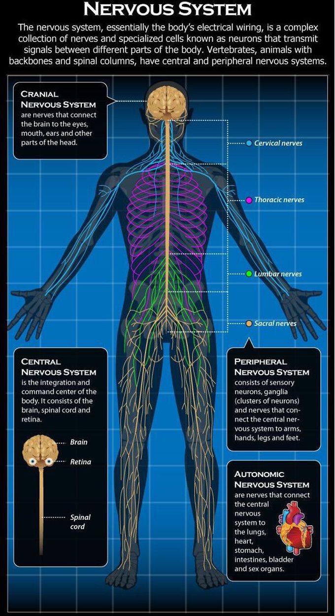 Nervous systems