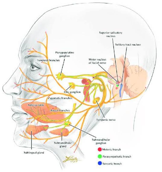 Sensory and motor supply of facial nerve