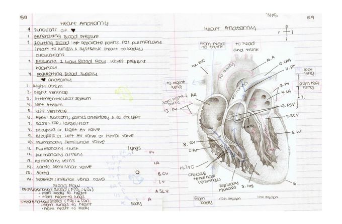 The Heart Anatomy + Blood Flow
