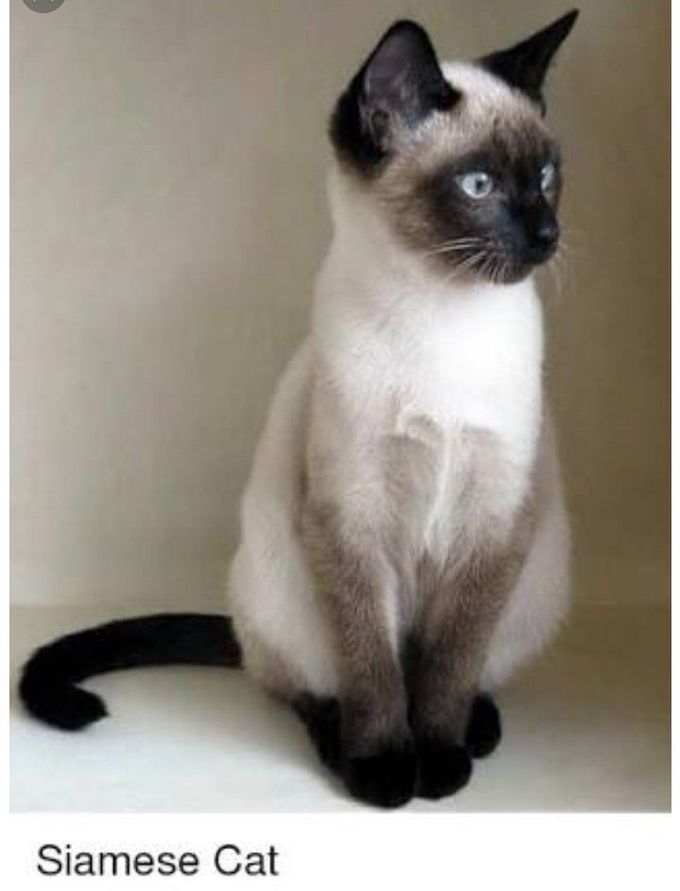 Do you know the adorable mutation of this cat????