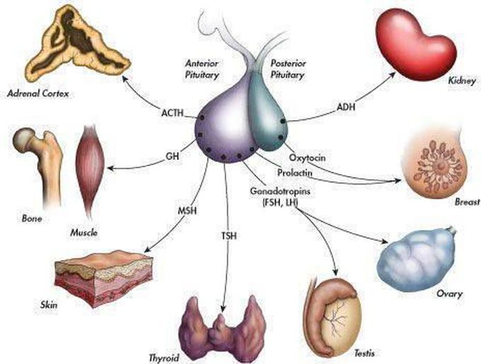 Pituitary