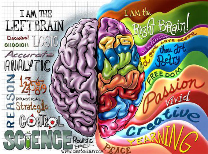 Human Brain