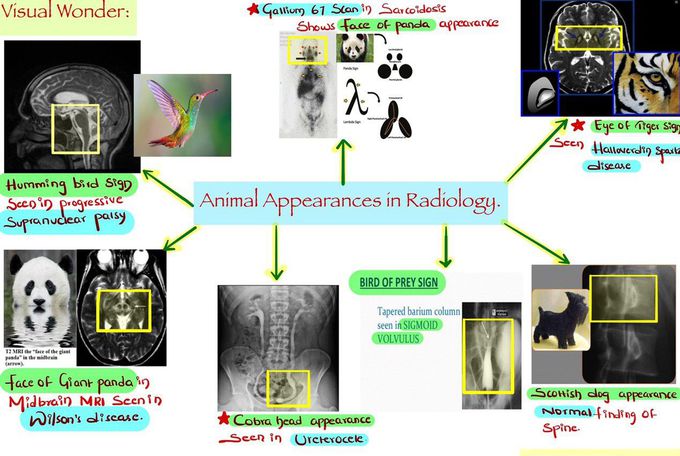 Radiology visual