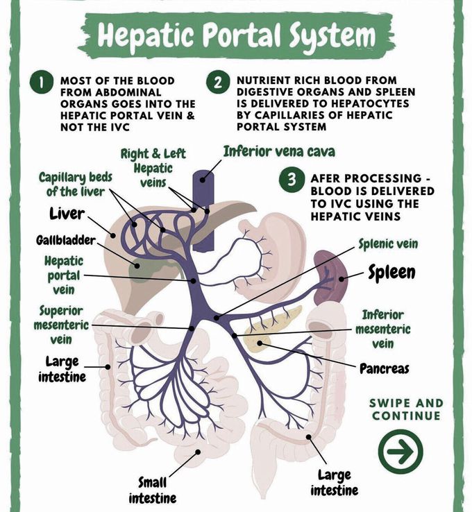 Hepatic portal system