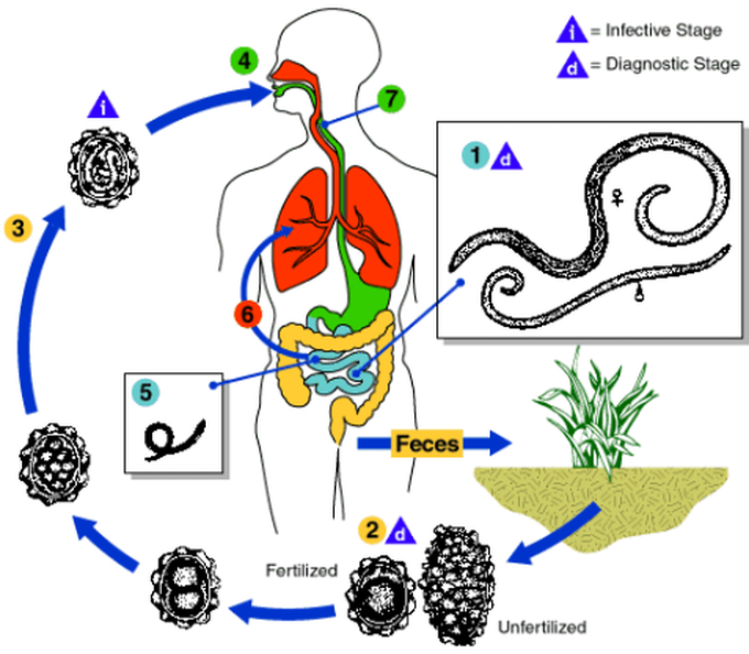 Life cycle of ascaris lumbricoides - MEDizzy