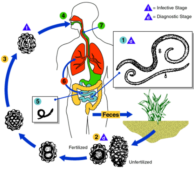 Life Cycle Of Ascaris Lumbricoides