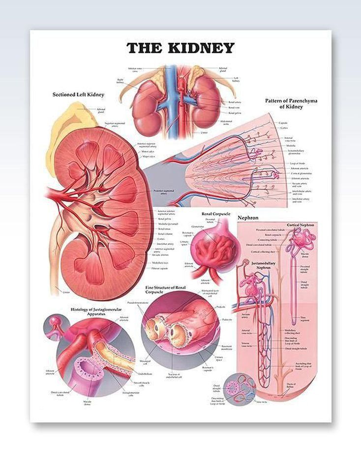 The kidney MEDizzy