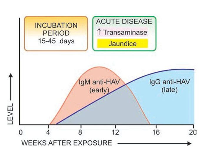 Hepatitis A