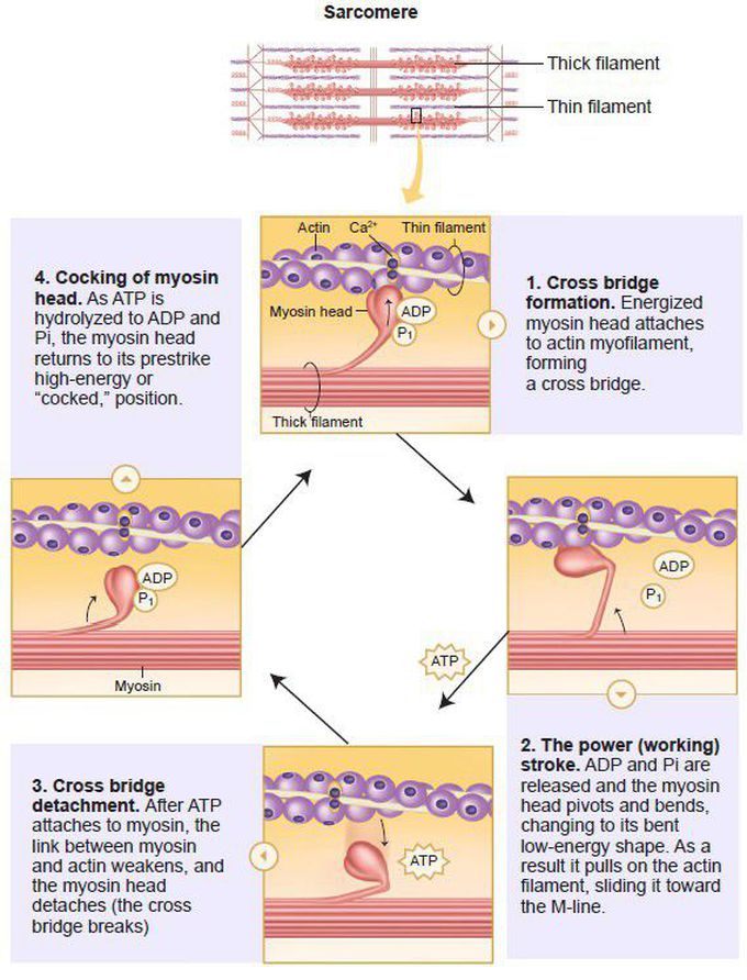 Mechanism of contraction of muscles.