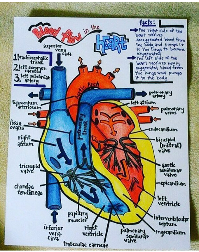 HEART