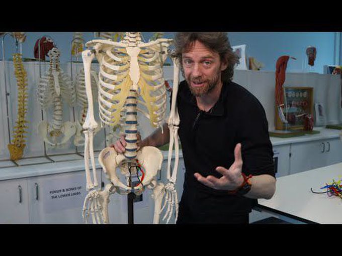 The Internal Iliac Artery Explained
