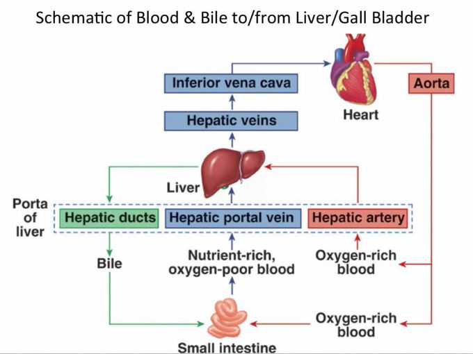 View the physiology
