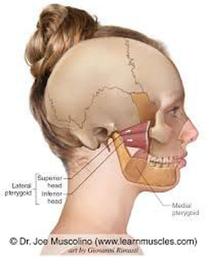 Pterygoid muscle