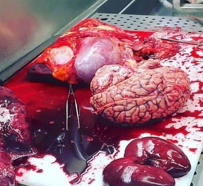 Internal organs without body