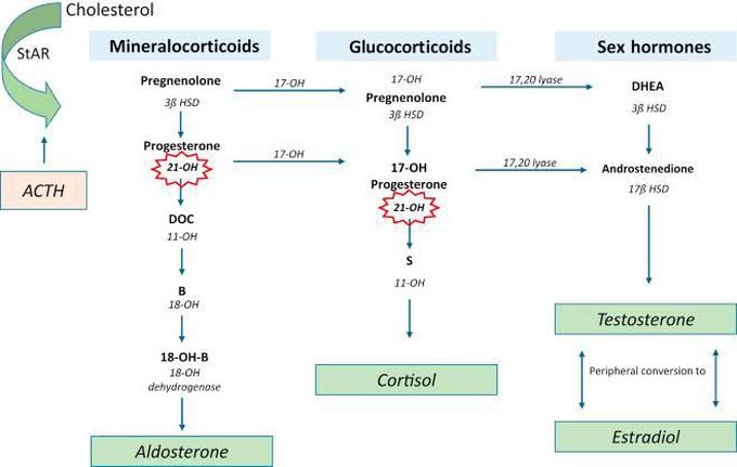 Adrenal Steroids