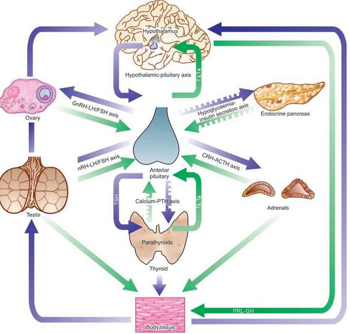 Feedback controls in endocrine system