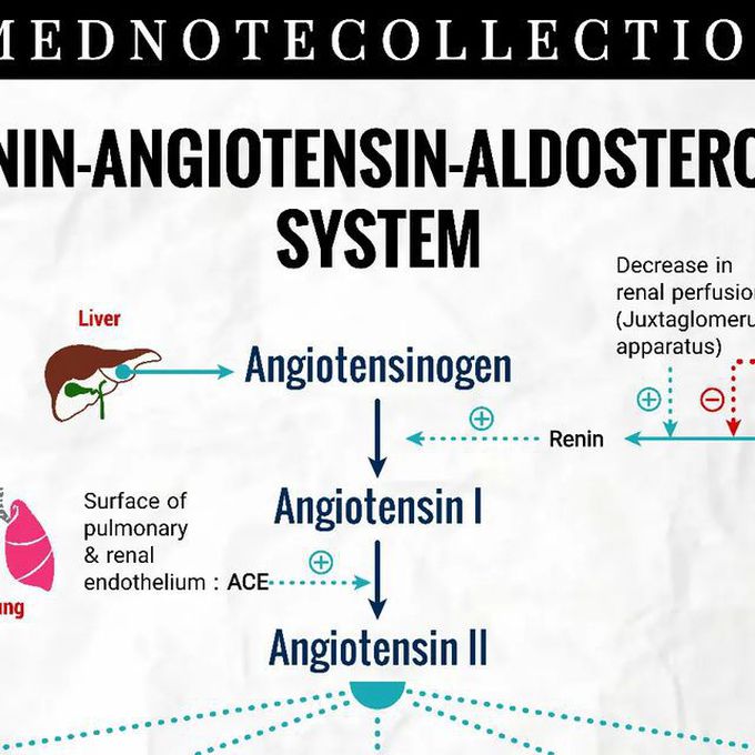 Renin-angiotensin-aldosterone system