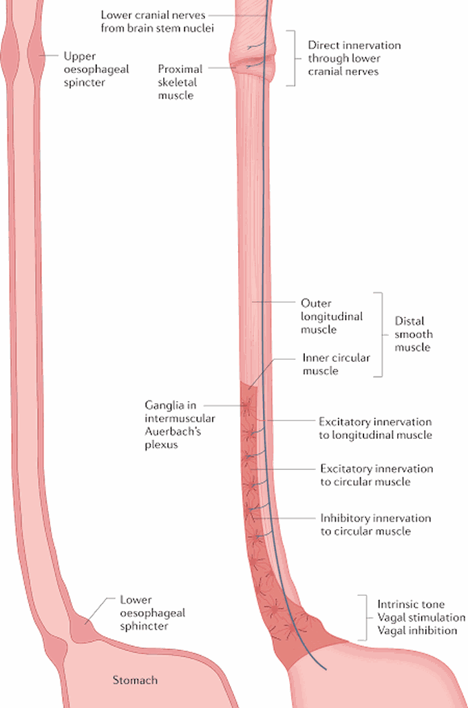 Achalasia diagnosis