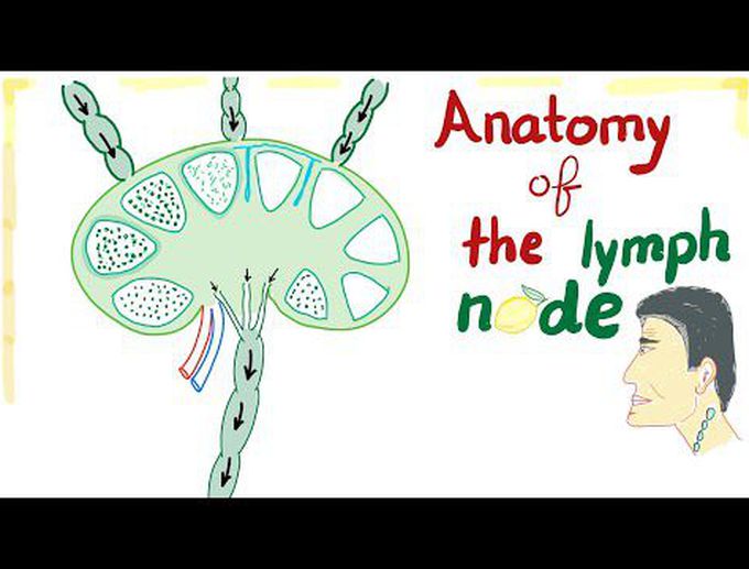 Anatomy of the Lymph node