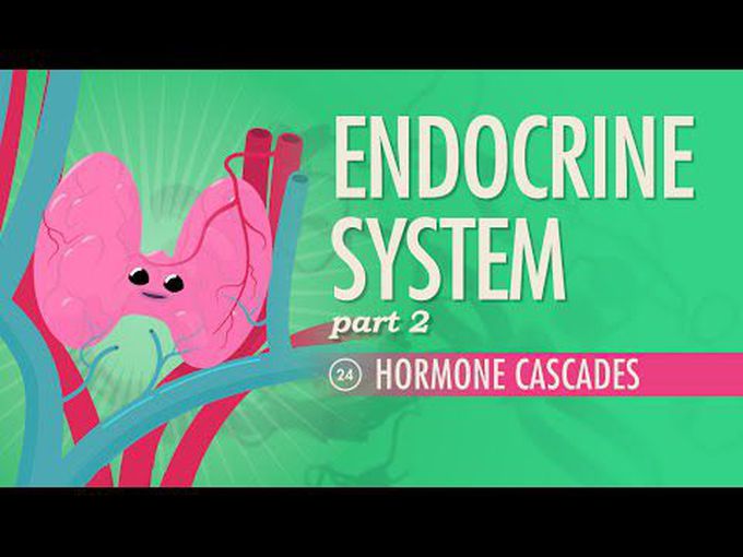 Glands and hormones-2