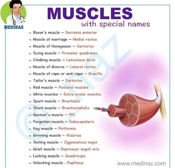 Muscles