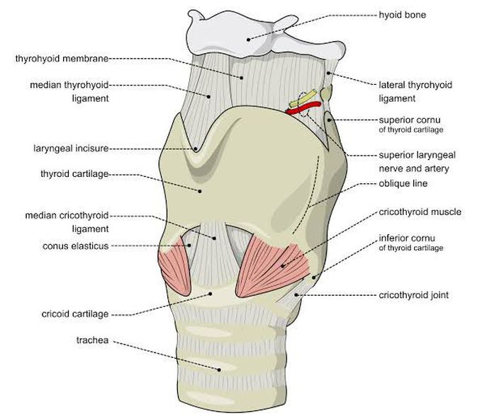 Larynx