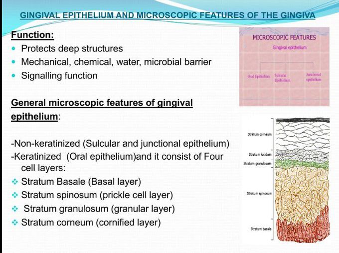 Gingival epithelium and its microscopic features