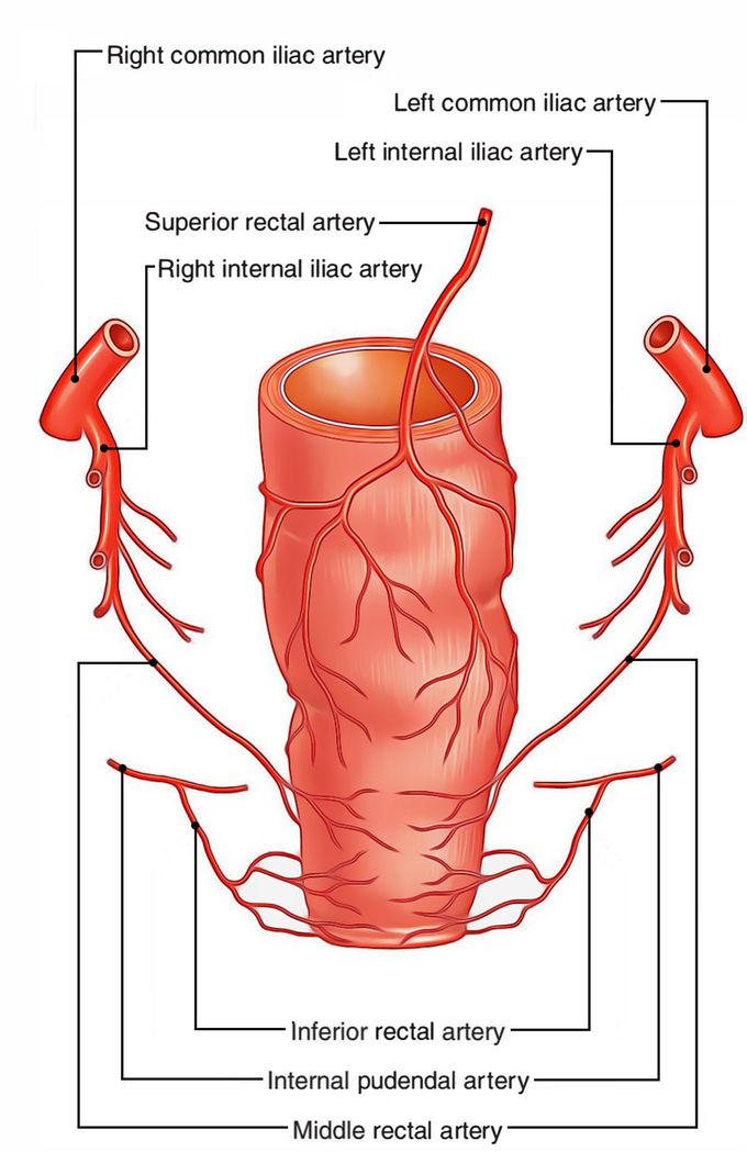 Blood Supply of Rectum