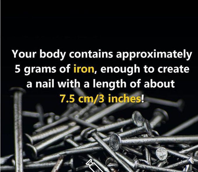 Body fact