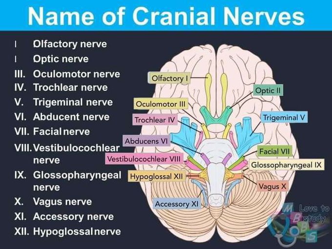 Cranial nerve