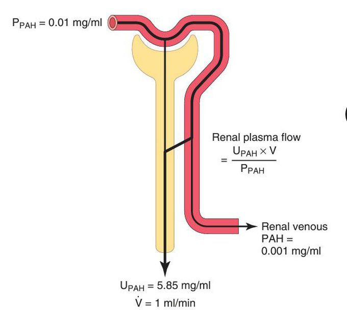 Para aminohippuric acid