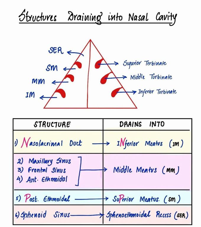 Structures Draining Into Nasal Cavity