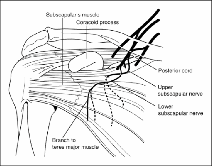 Infrascapular nerve