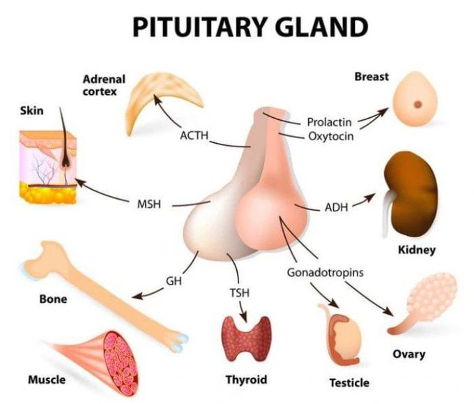 Pituitary Gland